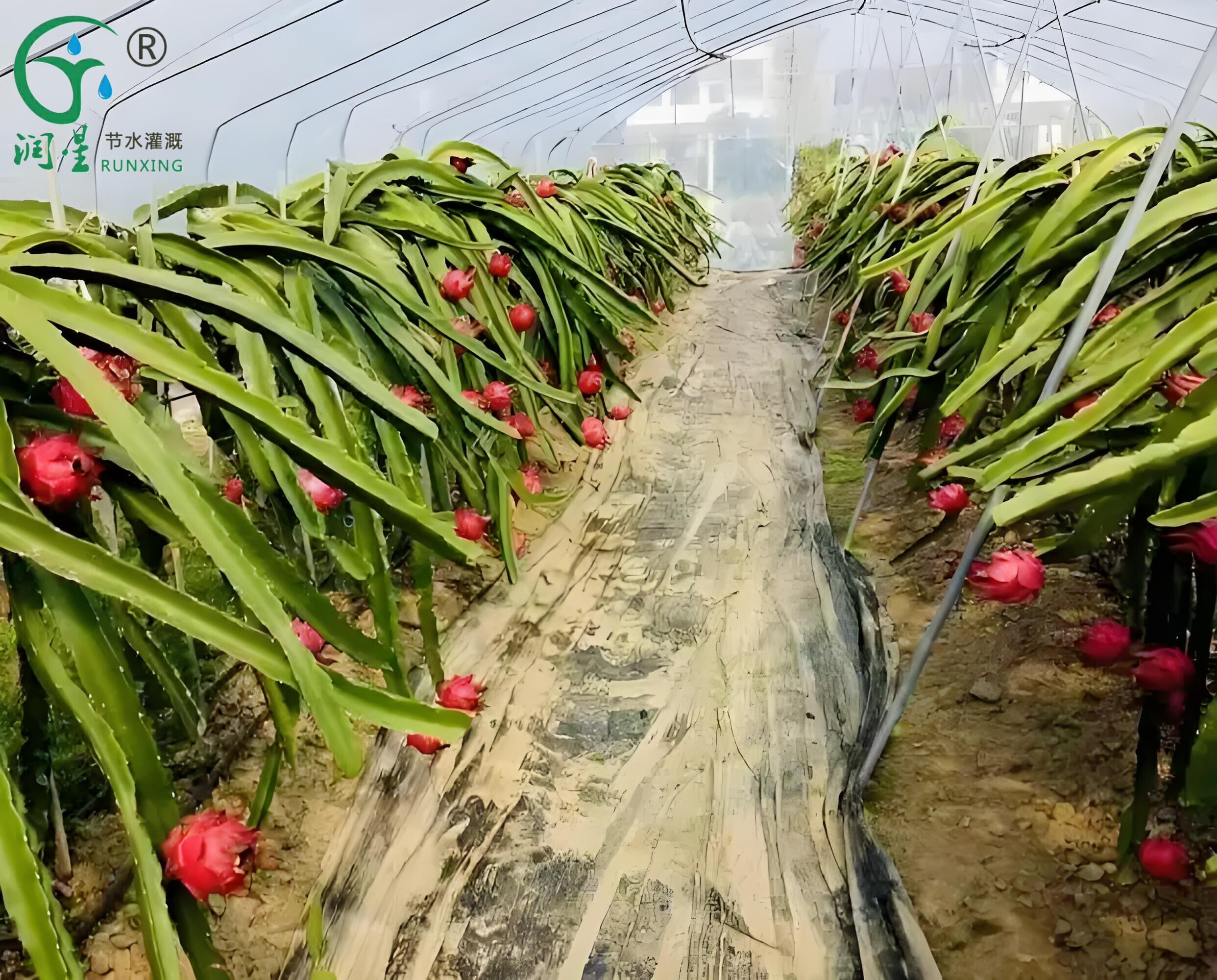 Guía para la plantación de pitaya y la tecnología de riego por goteo en Brasil
