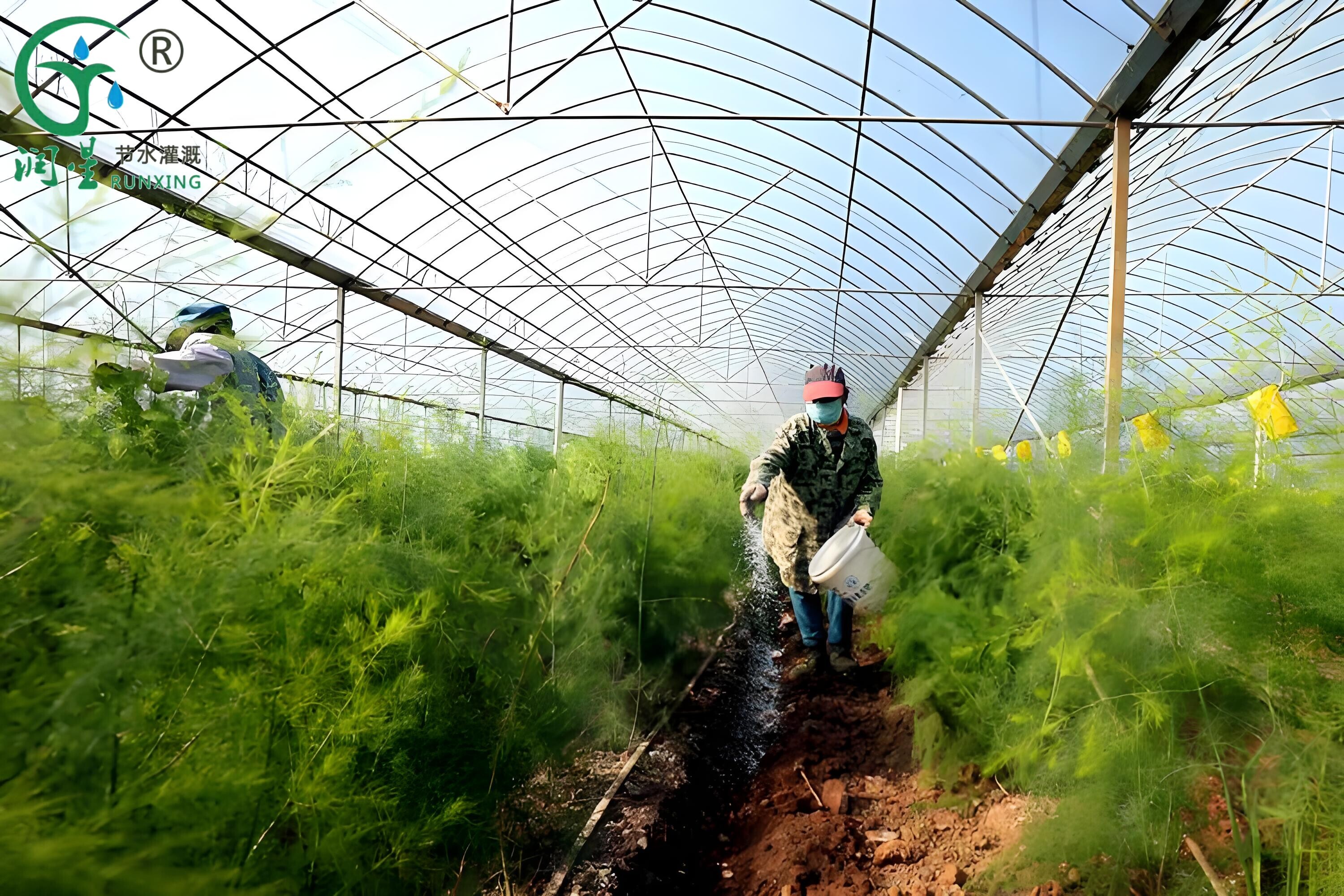 El Cultivo del Espárrago en el Perú y la Aplicación de Sistemas de Riego por Goteo: Una Divulgación Científica