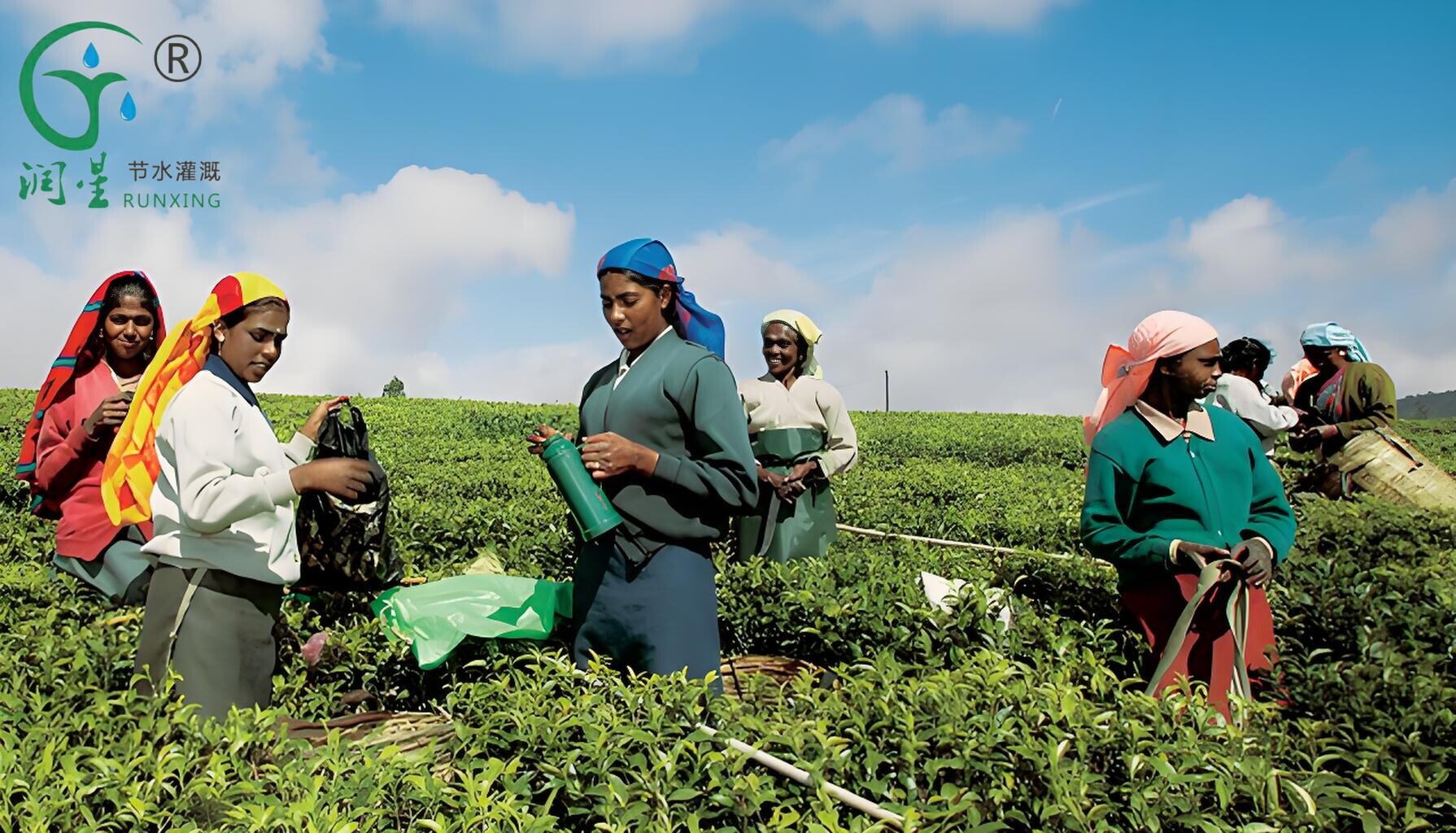 Plantaciones de té en la India y necesidad de sistemas de riego por goteo