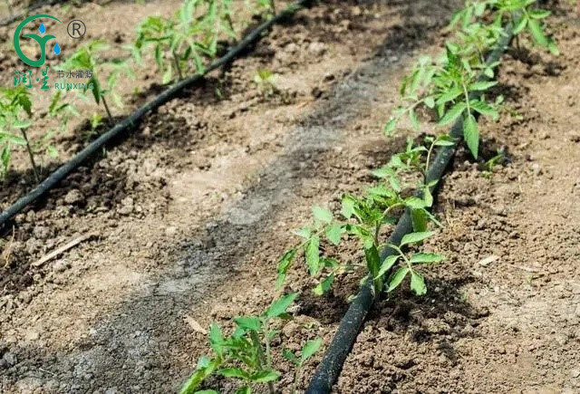 Guia para instalar sistemas de irrigação por gotejamento em terras agrícolas e conectar fitas de gotejamento Guia para instalar sistemas de irrigação por gotejamento em terras agrícolas e conectar fitas de gotejamento