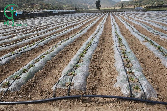 Fita adesiva agrícola por atacado