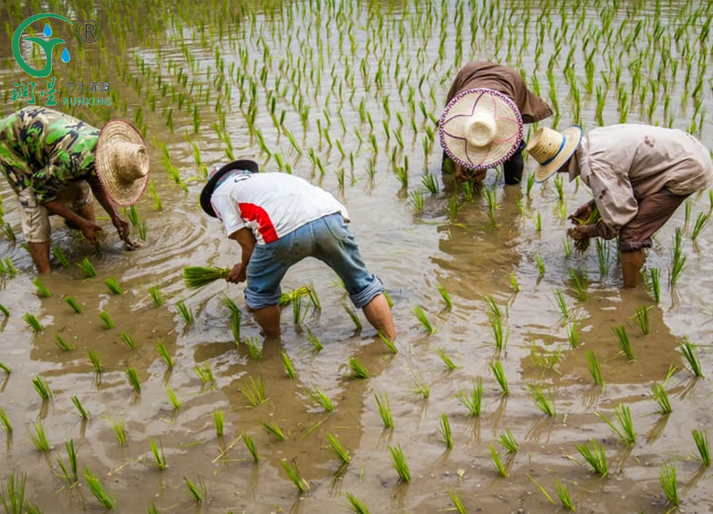 O arroz salvará o mundo? O arroz salvará o mundo?