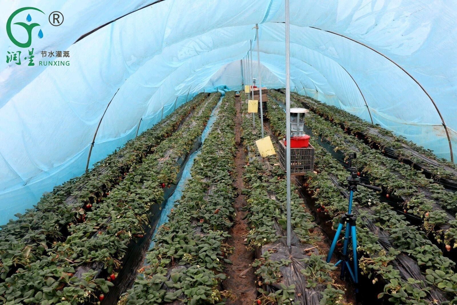 Cultivo de morango nas Américas Cultivo de morango nas Américas