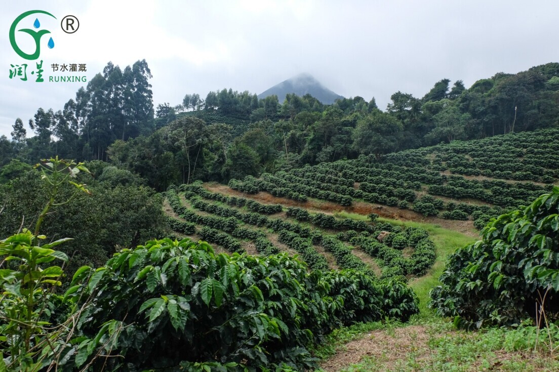 Cultivo de grãos de café na América do Sul: a necessidade de sistemas de irrigação por gotejamento e técnicas de cultivo eficientes Cultivo de grãos de café na América do Sul: a necessidade de sistemas de irrigação por gotejamento e técnicas de cultivo eficientes