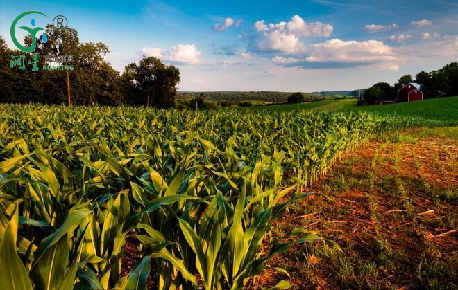 Cultivo de milho na América do Sul: aumentando a eficiência com sistemas de irrigação por gotejamento Cultivo de milho na América do Sul: aumentando a eficiência com sistemas de irrigação por gotejamento