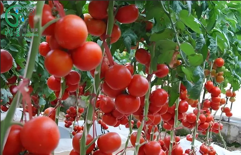 A combinação perfeita de cultivo de tomate e tecnologia de irrigação por gotejamento na América do Sul A combinação perfeita de cultivo de tomate e tecnologia de irrigação por gotejamento na América do Sul