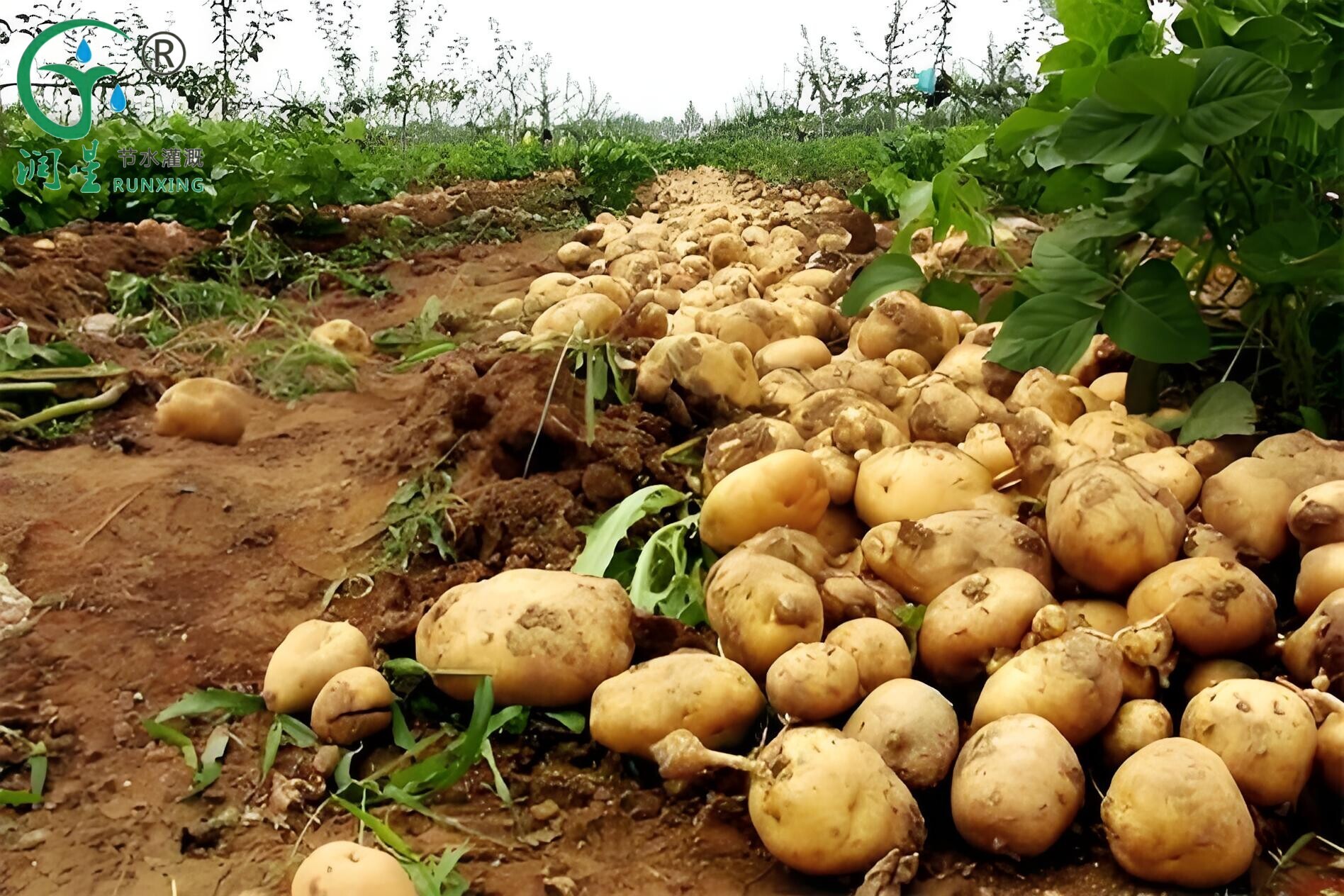 Cultivo de batata e sistemas de irrigação por gotejamento na América do Sul: um guia abrangente Cultivo de batata e sistemas de irrigação por gotejamento na América do Sul: um guia abrangente
