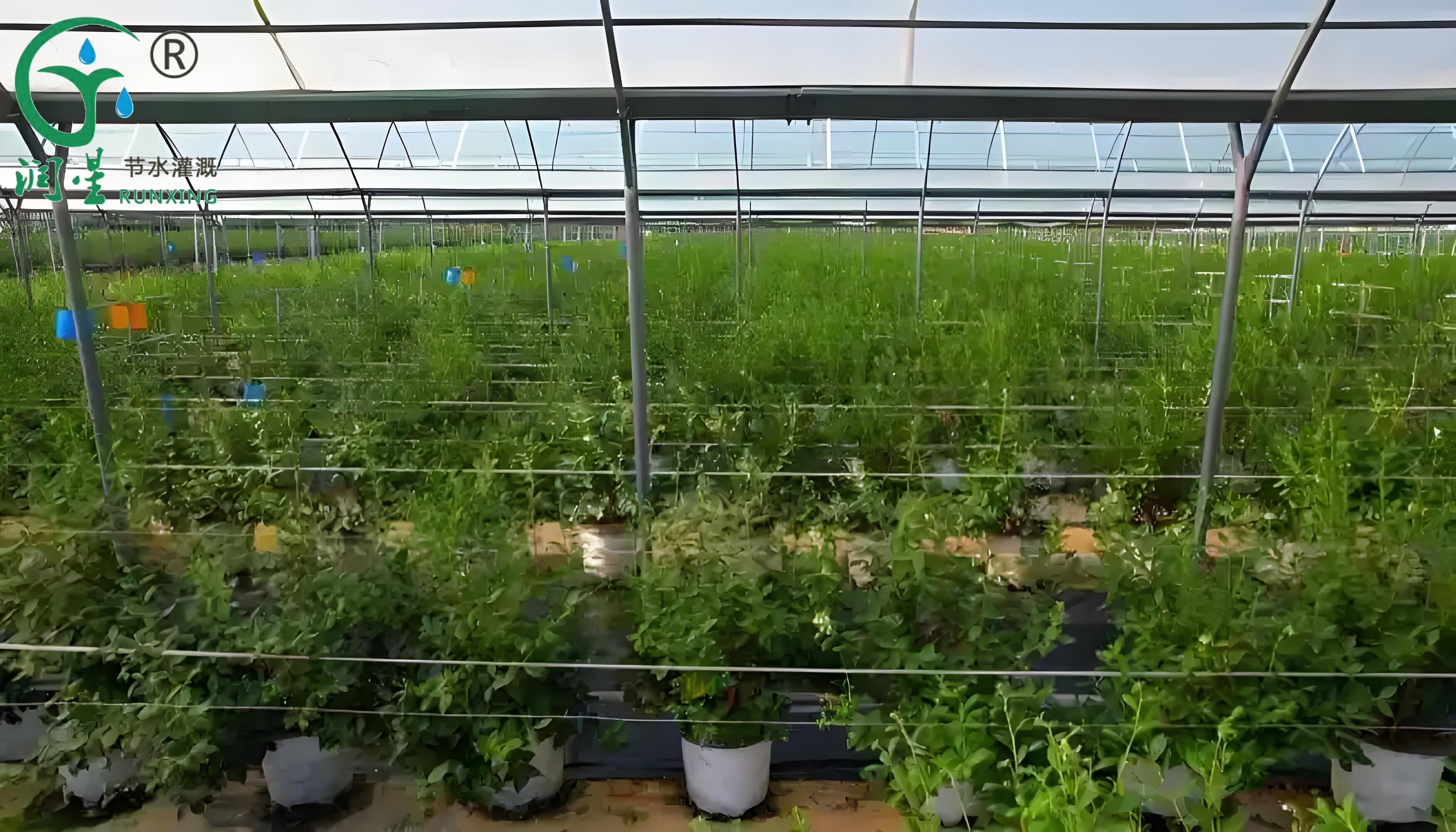 Cultivo de mirtilo no Peru: aumentando a eficiência com instalações de irrigação por gotejamento Cultivo de mirtilo no Peru: aumentando a eficiência com instalações de irrigação por gotejamento