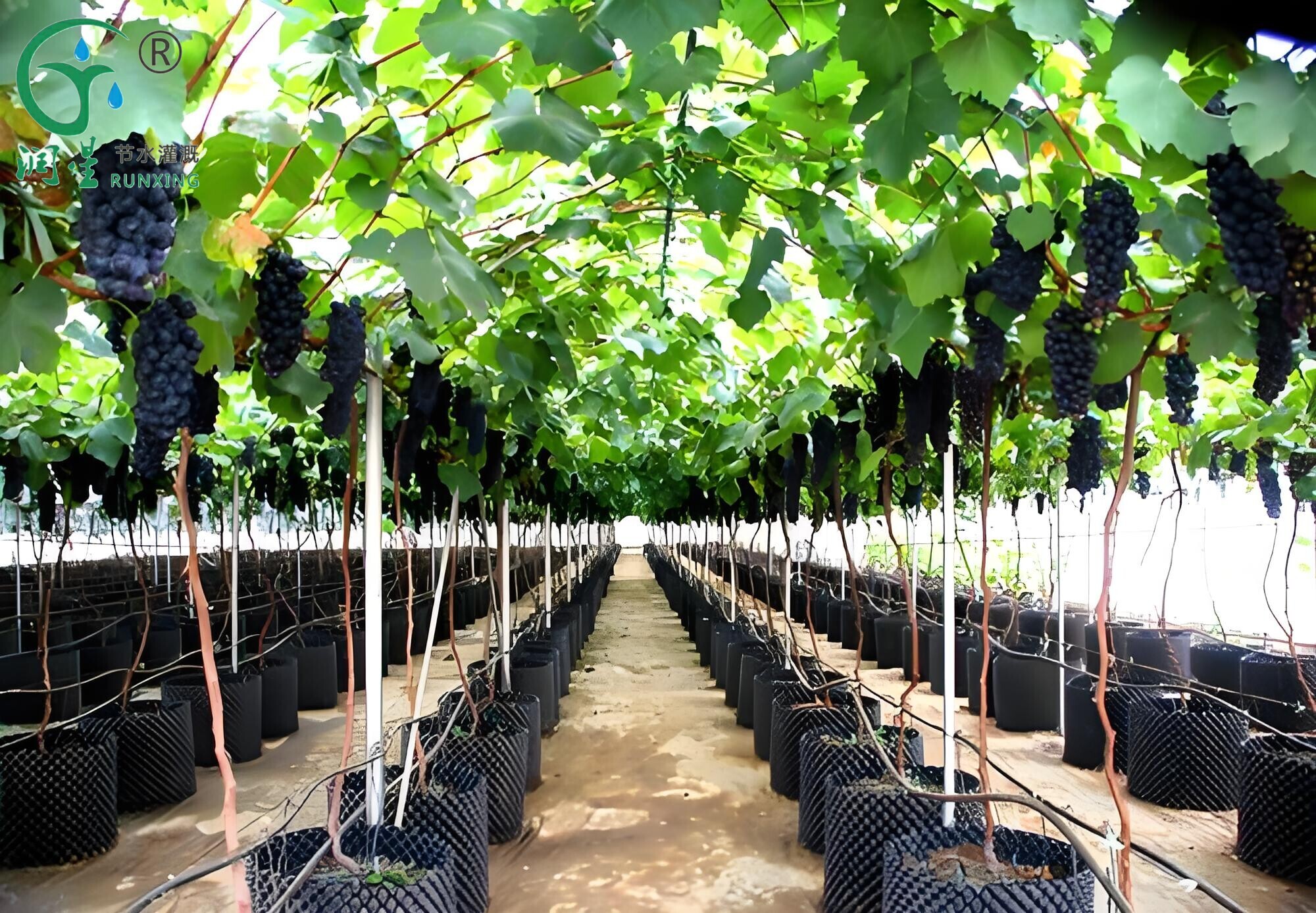 Visão geral da tecnologia de cultivo de uva e irrigação por gotejamento no Brasil Visão geral da tecnologia de cultivo de uva e irrigação por gotejamento no Brasil