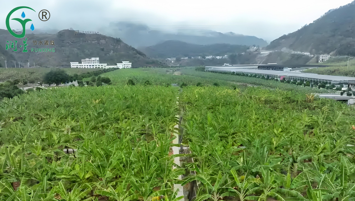 Guia de Instalações para o Cultivo de Banana e Irrigação por Gotejamento na Argentina Guia de Instalações para o Cultivo de Banana e Irrigação por Gotejamento na Argentina