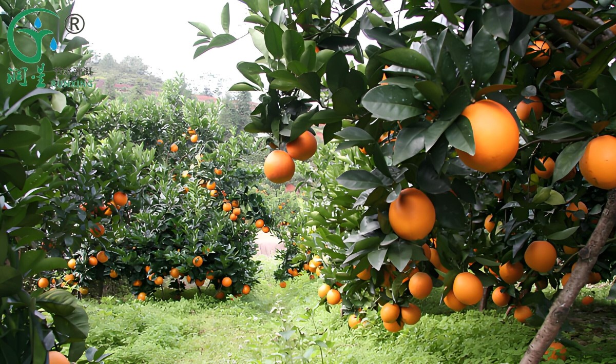 12345(1).jpg 12345(1).jpg