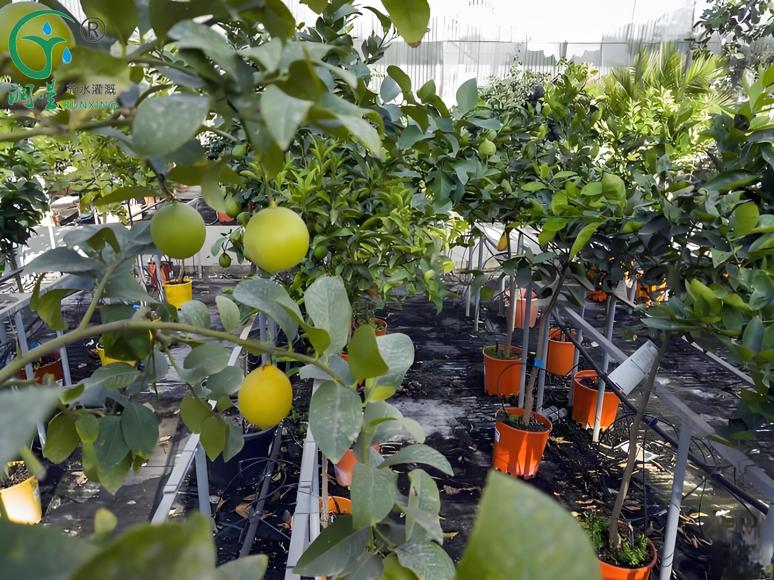 Irrigação com sistemas de gotejamento para cultivo de limão na Colômbia: um guia completo Irrigação com sistemas de gotejamento para cultivo de limão na Colômbia: um guia completo