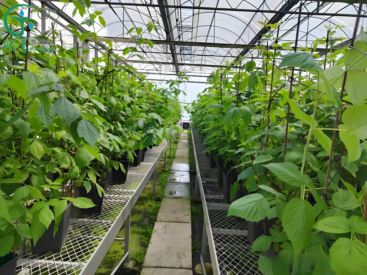 12345(1).jpg 12345(1).jpg