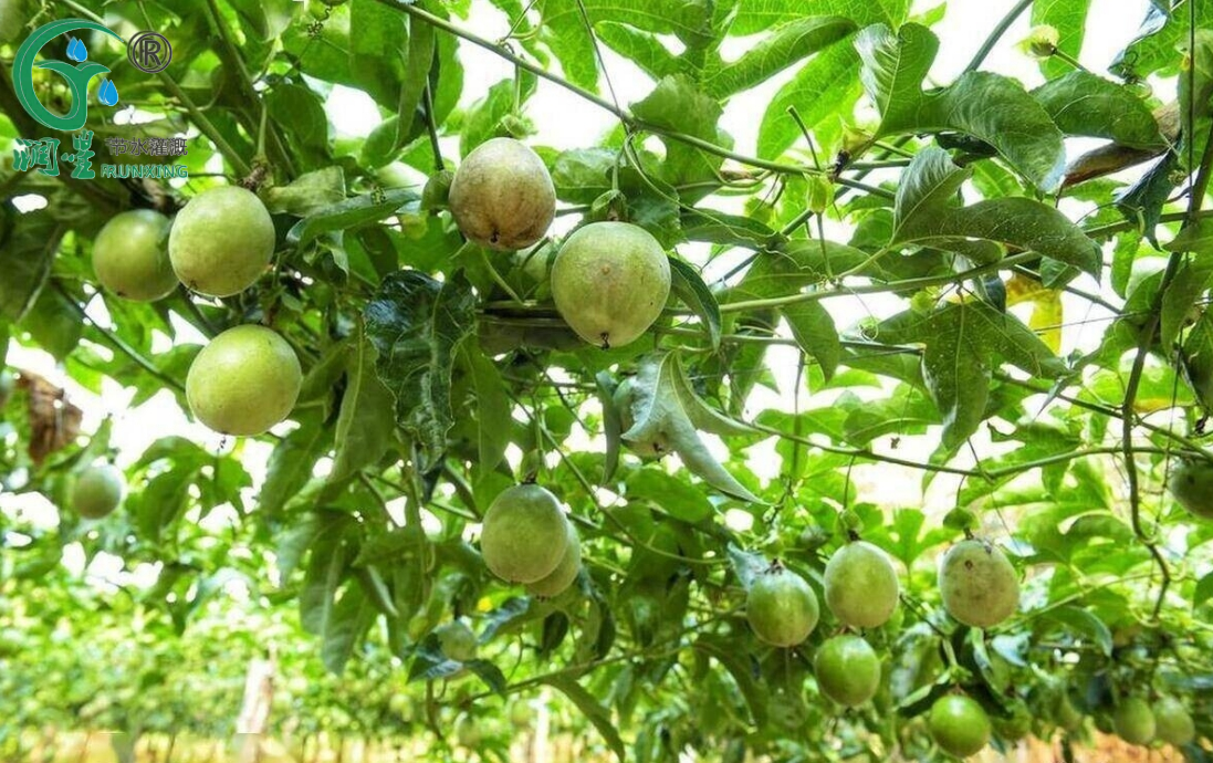 Um guia para o cultivo de maracujá na Colômbia com sistemas de irrigação por gotejamento Um guia para o cultivo de maracujá na Colômbia com sistemas de irrigação por gotejamento
