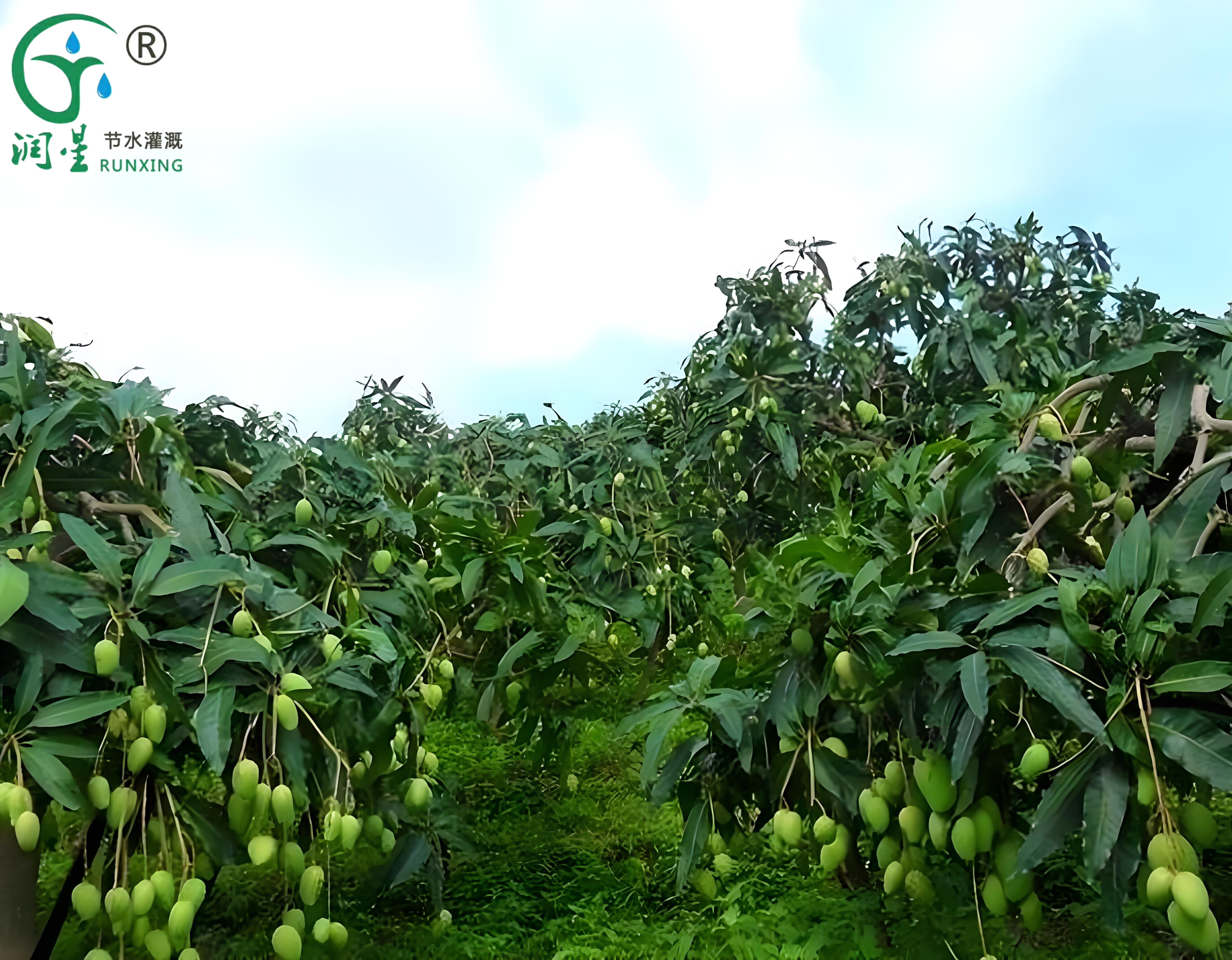 Ciência Popular sobre o cultivo de mangas na Colômbia e a necessidade de sistemas de irrigação por gotejamento Ciência Popular sobre o cultivo de mangas na Colômbia e a necessidade de sistemas de irrigação por gotejamento