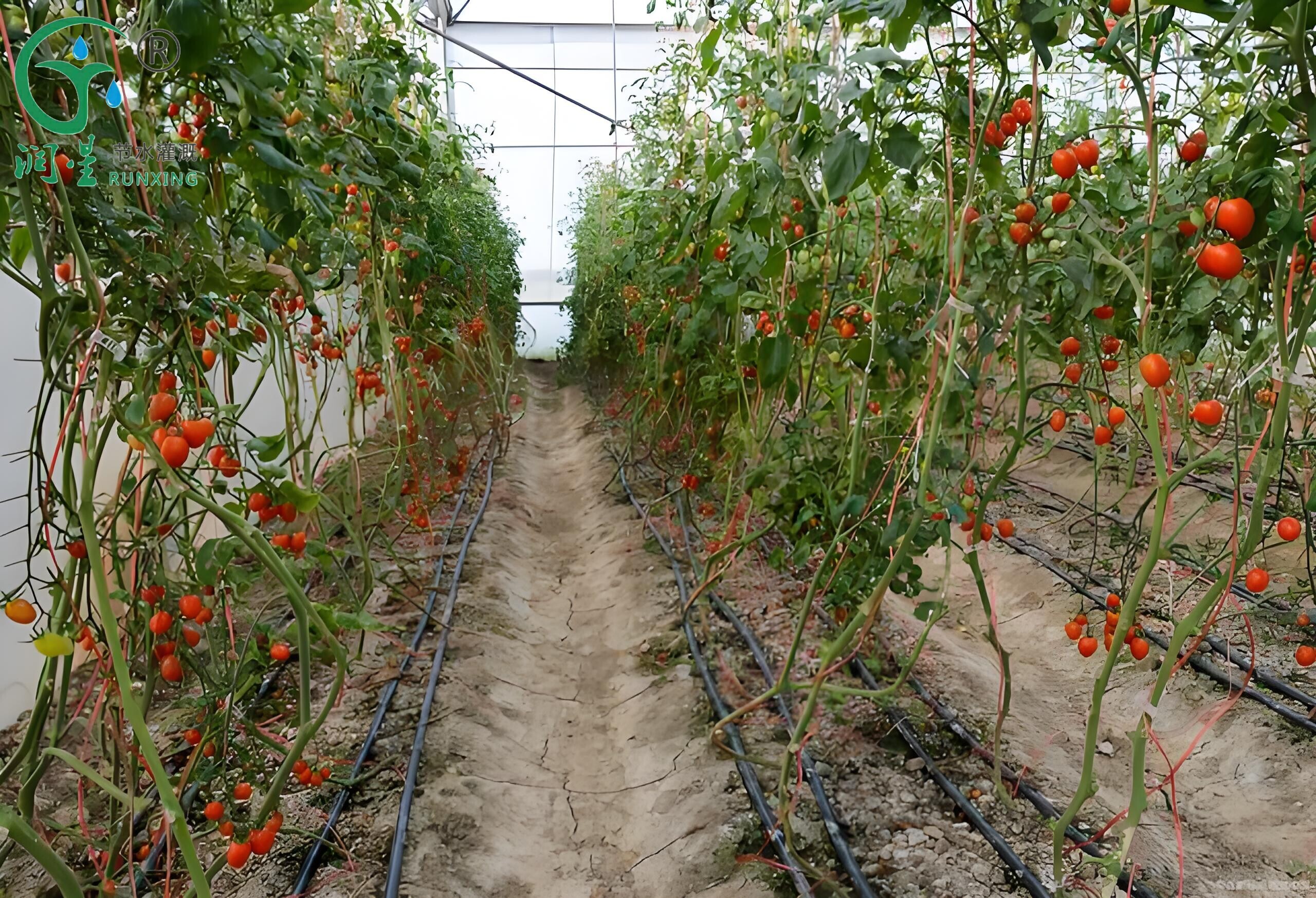 Guia para o cultivo do tomate e irrigação por gotejamento no Brasil Guia para o cultivo do tomate e irrigação por gotejamento no Brasil