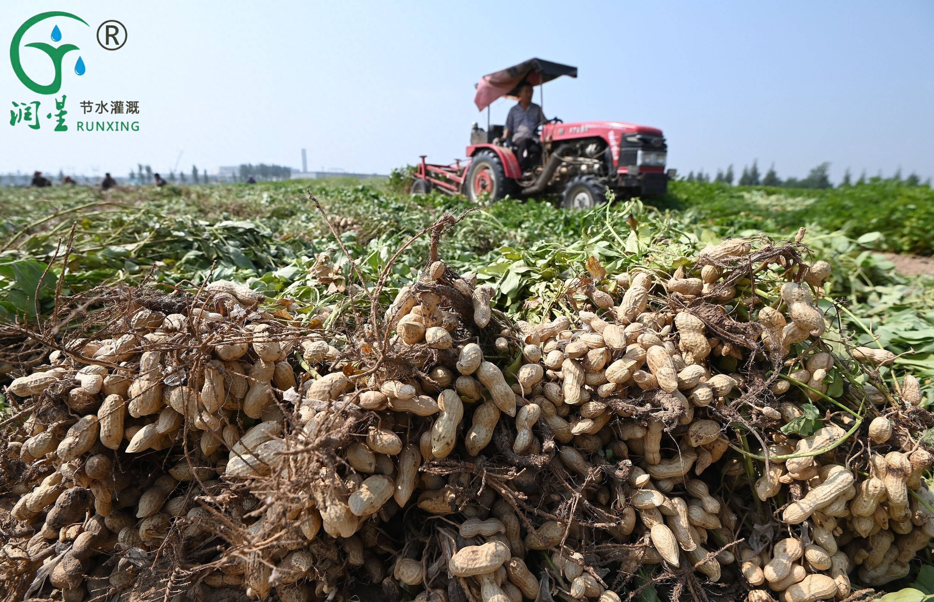 Guia para o cultivo de amendoim e irrigação por gotejamento no Brasil Guia para o cultivo de amendoim e irrigação por gotejamento no Brasil