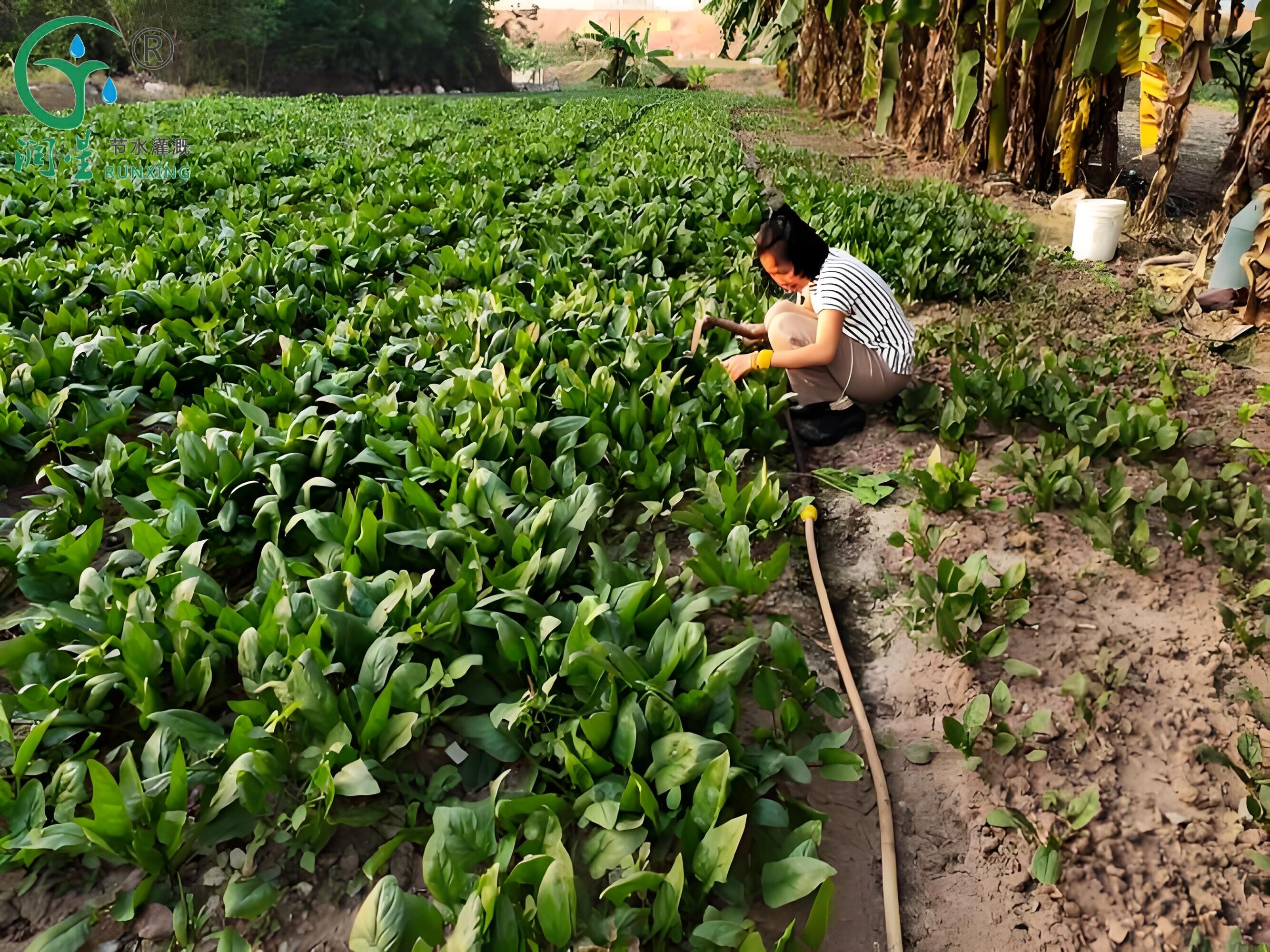 Guia para o cultivo de espinafre no Brasil e sistemas de irrigação por gotejamento Guia para o cultivo de espinafre no Brasil e sistemas de irrigação por gotejamento