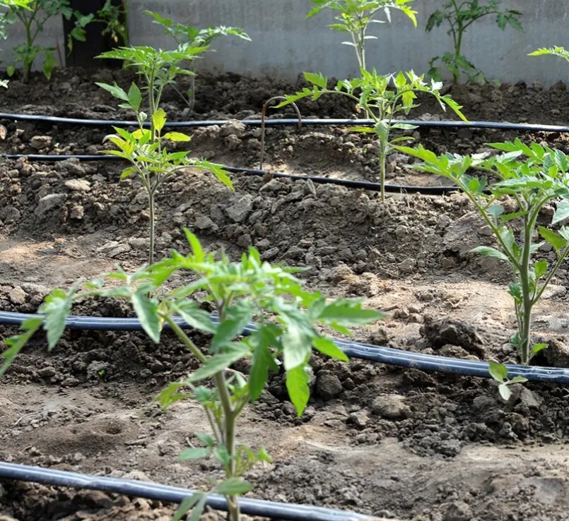 Fita de irrigação por gotejamento Patch