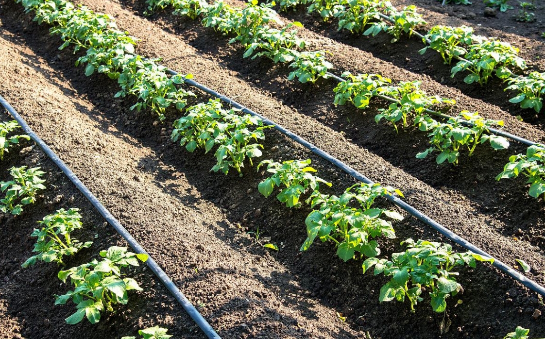 Tubo de gotejamento para irrigação agrícola
