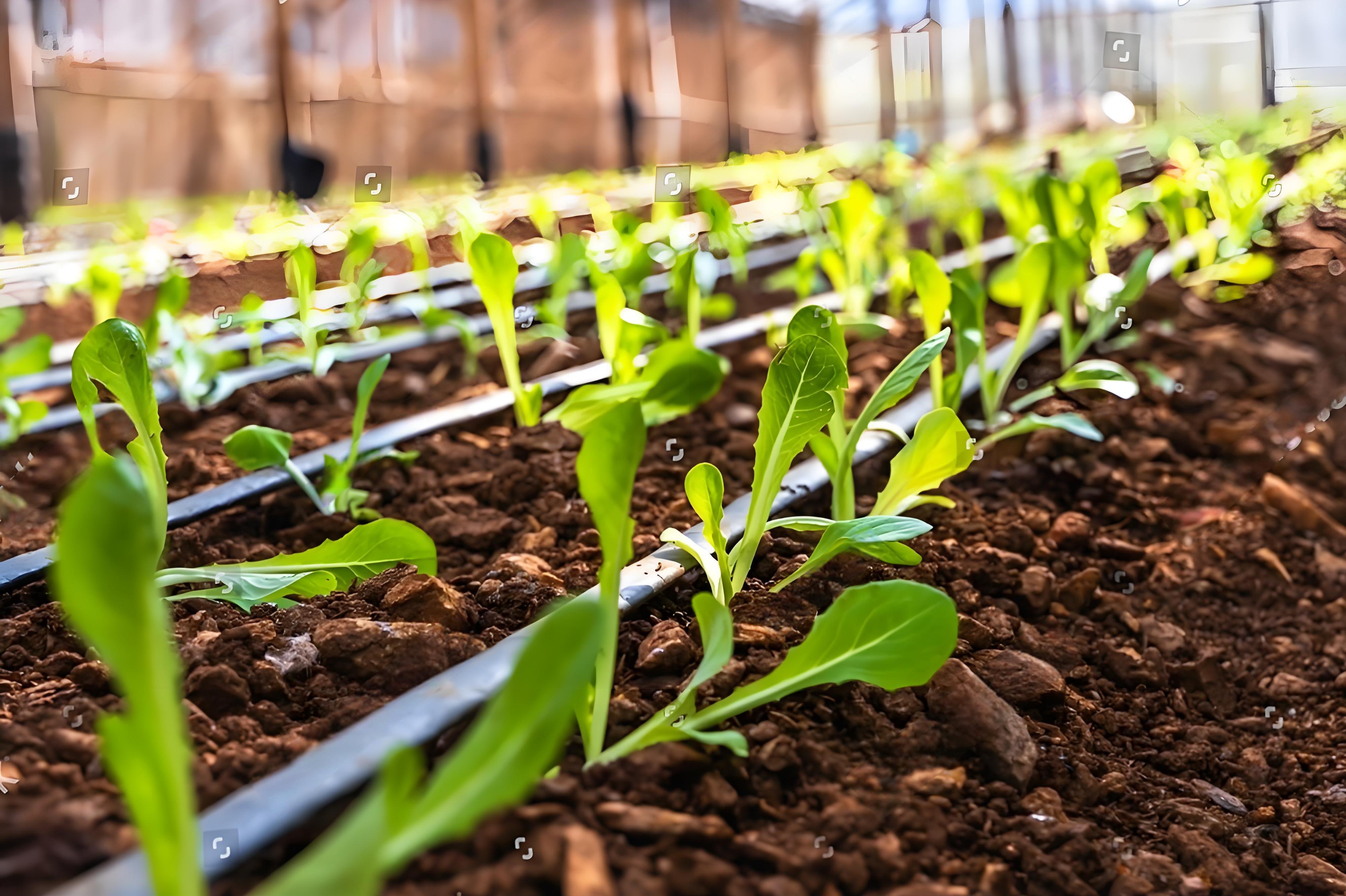 Revelando os tubos de irrigação por gotejamento: Como um tubo economiza 30% de água, 50% de mão de obra e duplica a produtividade do café andino nas fazendas sul-americanas?