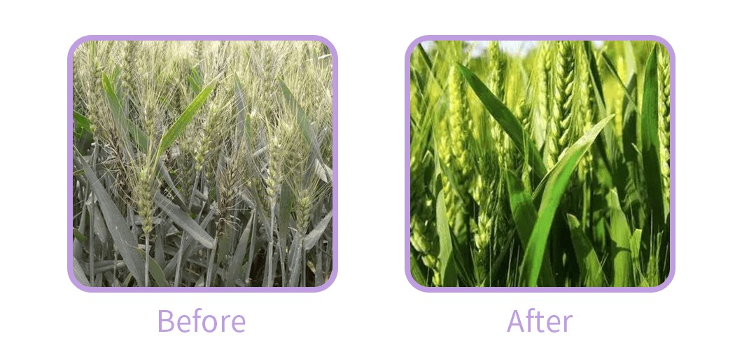 High-Quality-Nitrogen-Fertilizer-Organic-Magnesium-Sulfate-Heptahydrate-Fertilizer-for-Plant.png High-Quality-Nitrogen-Fertilizer-Organic-Magnesium-Sulfate-Heptahydrate-Fertilizer-for-Plant.png