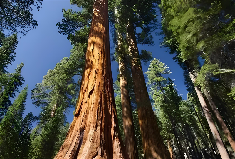 Abeto rojo canadiense