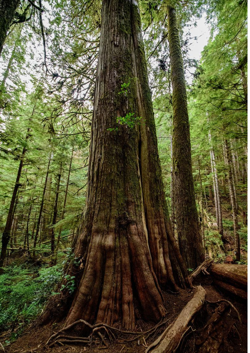 Cedro rojo canadiense