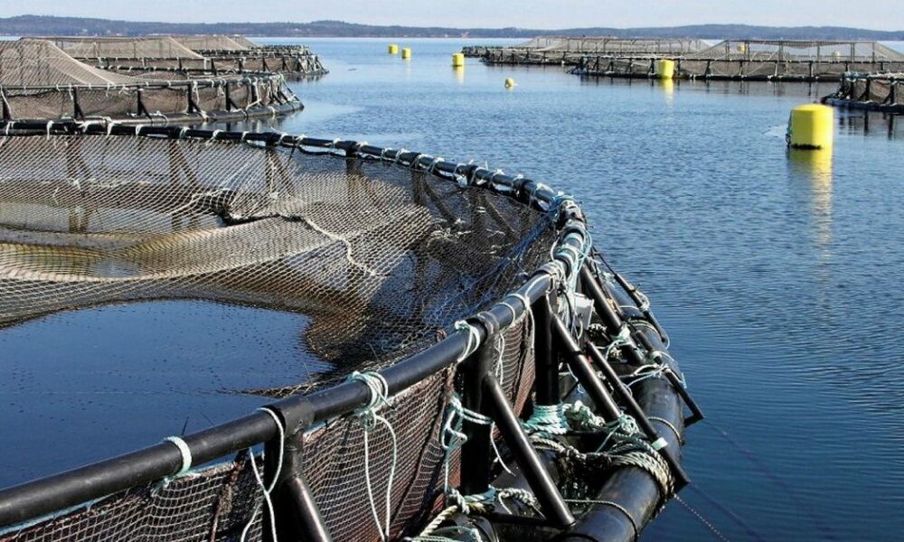 罗茨鼓风机在水产养殖中的重要性