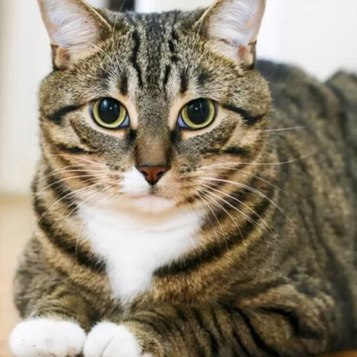 Definition and Purpose of Cat Treats in Tubes