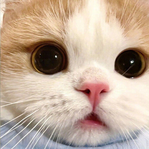 Types of Cat Treats in Tubes