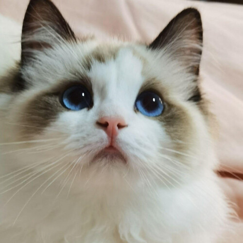 Brands of Cat Treats in Tubes and Their Product Features