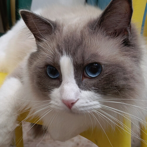 Precautions for Feeding Cat Treats in Tubes