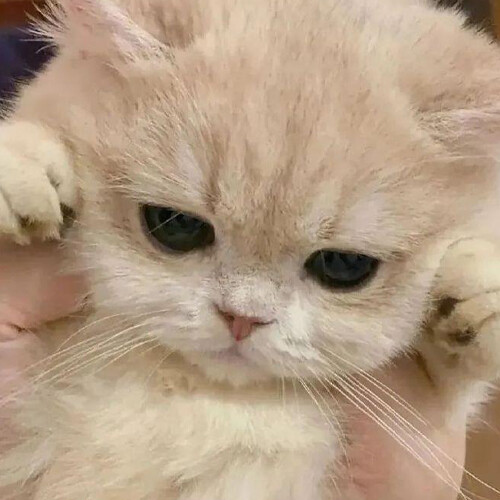 Types of Cat Food Cans