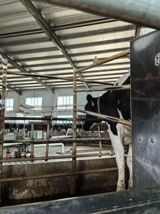 1740387014618.jpg 1740387014618.jpg