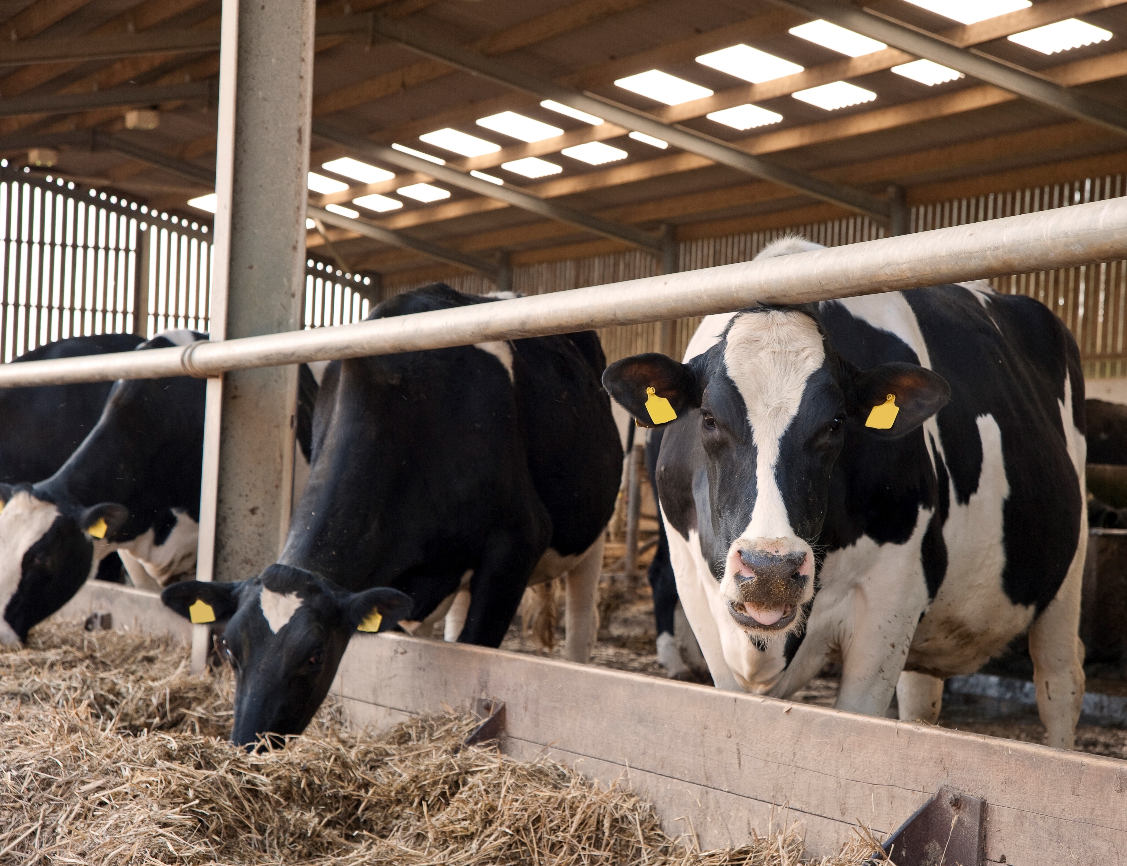 Почему наше доильное оборудование - лучший выбор для вашей молочной фермы Почему наше доильное оборудование - лучший выбор для вашей молочной фермы