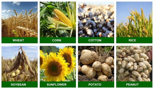 Scientific application technology and precautions of ammonium sulphate