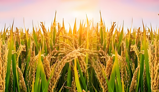 Weekly review of ammonium sulphate market (20250328-20250403)