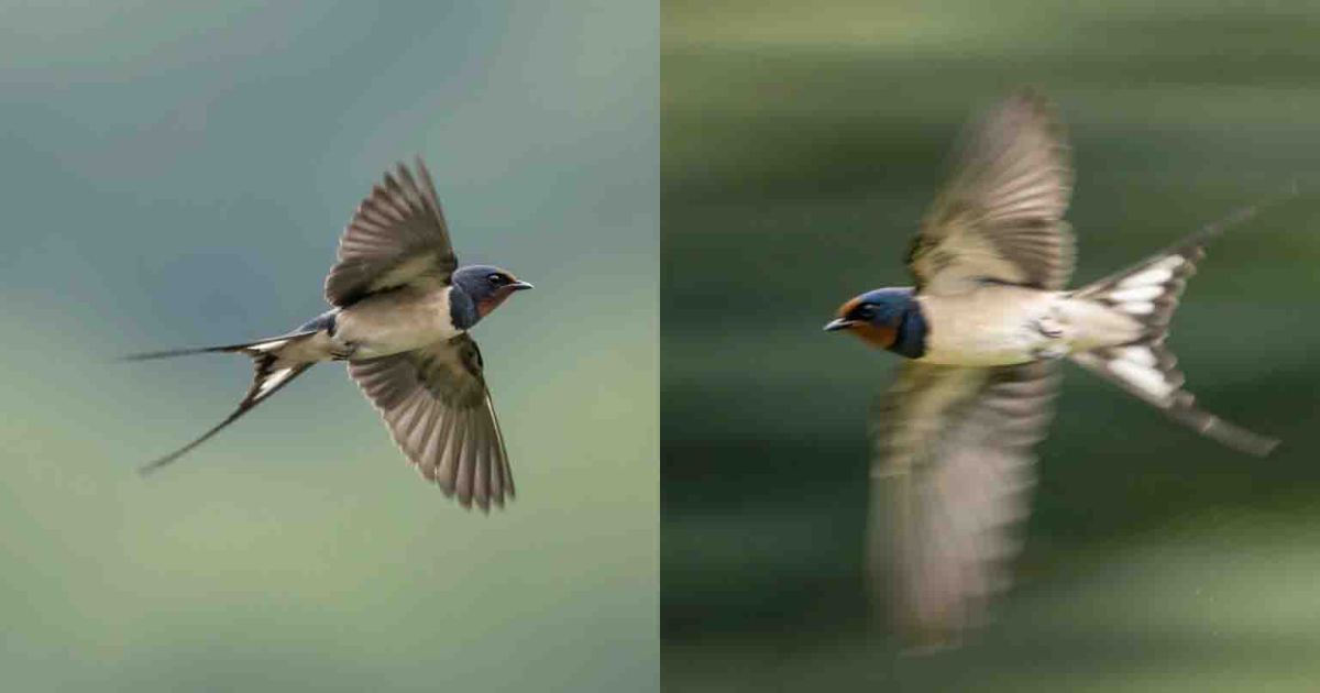 小型数码相机光圈解析 - 2025-08-13T181205.877