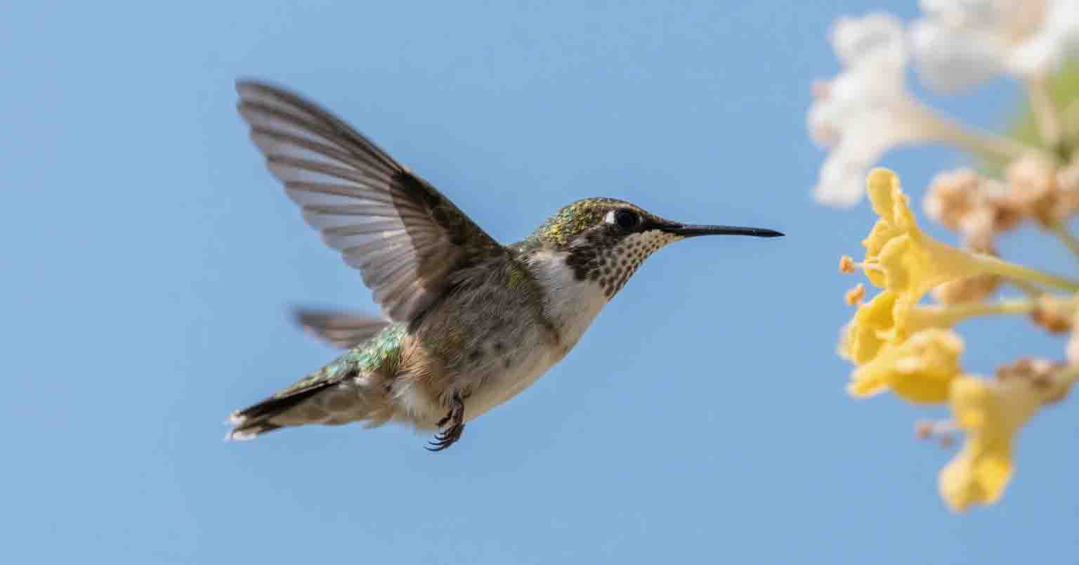 中低档数码相机如何实现 1/2000 秒快门速度？