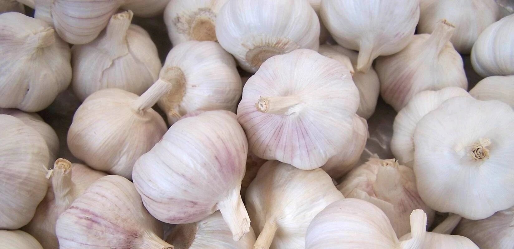 Garlic