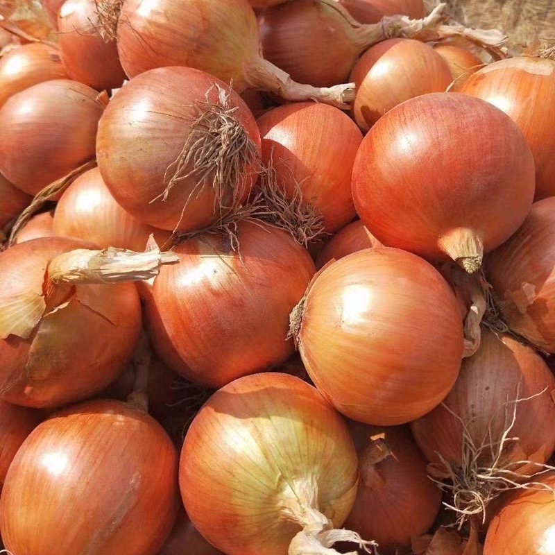 Organic Yellow Onions