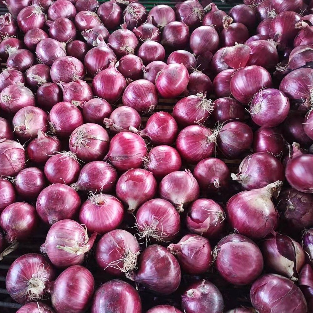 Organic Red Onions
