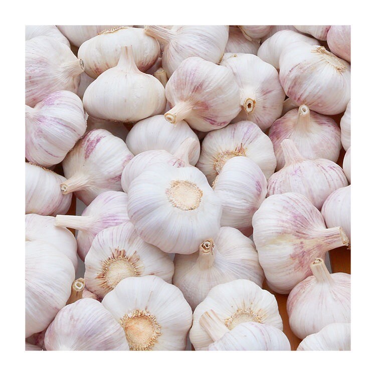 Spring White Garlic