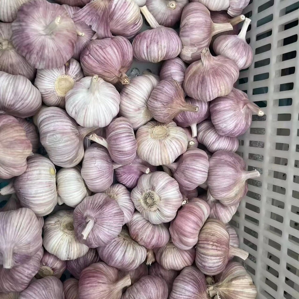 Spring Violet Garlic