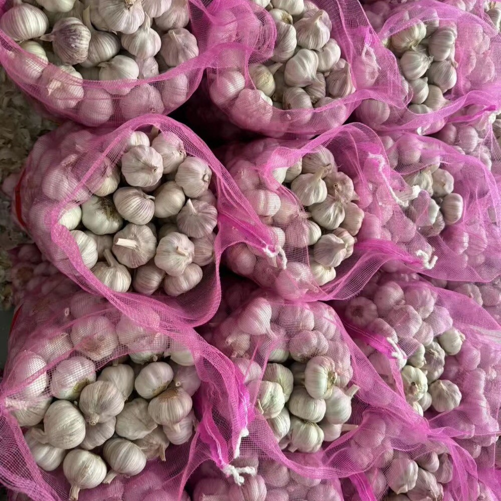 Spring Violet Garlic