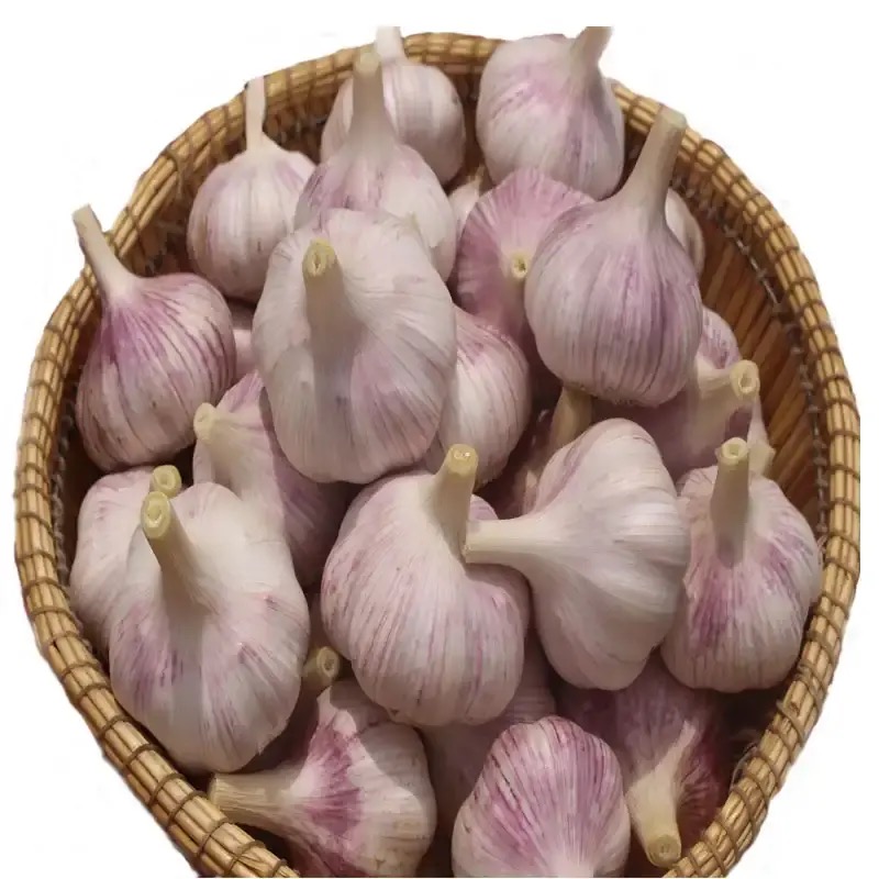 Spring Violet Garlic