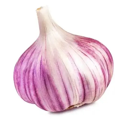 Spring Violet Garlic