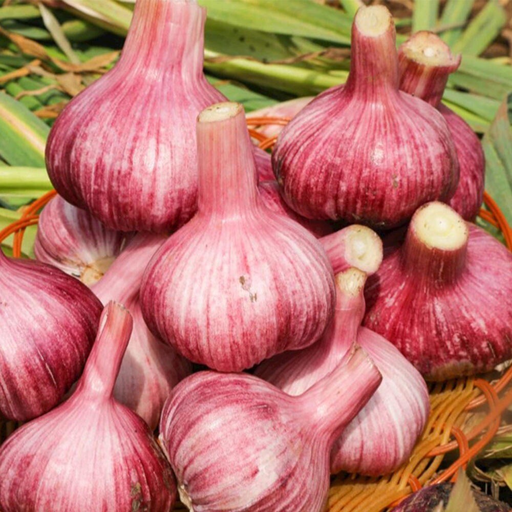 Organic New Crop Fresh Garlic 