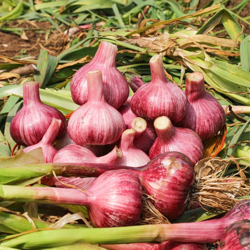 Organic New Crop Fresh Garlic 
